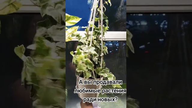 хочу продать и купить другие растения ,но очень жалко #растения #авито смотреть онлайн
