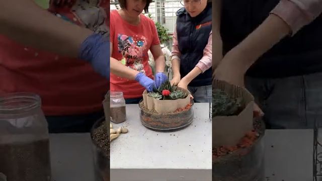 Создание флорариума. Композиция «Мини-сад из суккулентов» смотреть онлайн
