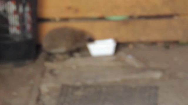 Ежики и кошки в Антониево-Дымском монастыре 2 смотреть онлайн