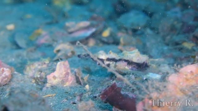 Little Dragonfish, Eurypegasus draconis смотреть онлайн