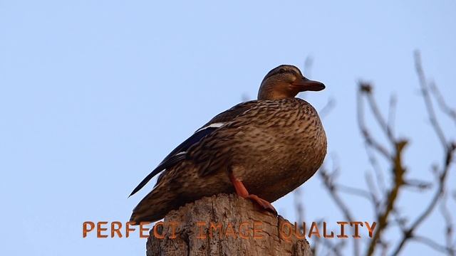 Panasonic Lumix DMC Fz 200 - Review and Video Test смотреть онлайн