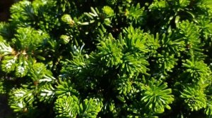 Прогулка по саду.Пихты ( 4 часть).Чем я подкармливаю и обрабатываю хвойные растения.