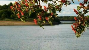 " ЧТО СТОИШЬ КАЧАЯСЬ ТОНКАЯ РЯБИНА "