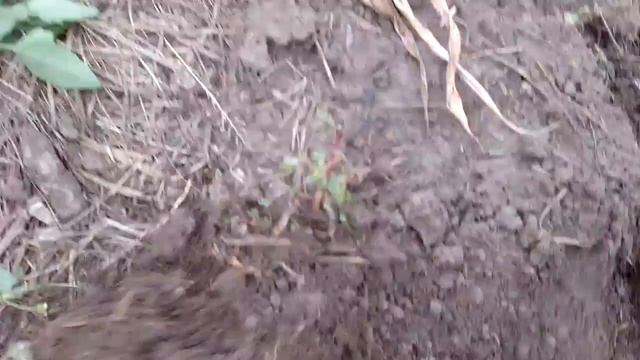 Вырос ли картофель из очисток. смотреть онлайн