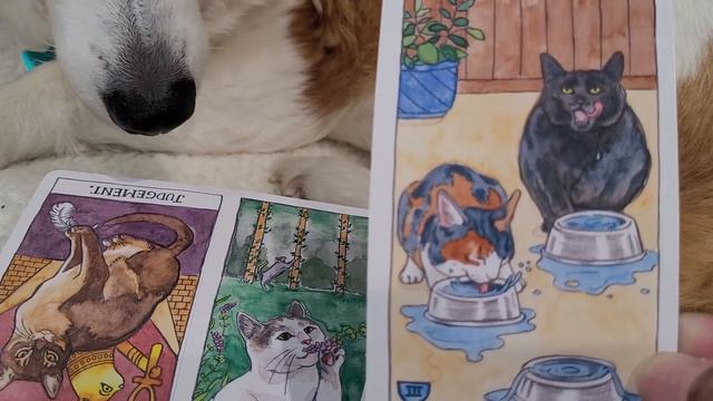 FRUITION FUR BABY TAROT READING..PUBLIC BARKER & LEADER OF THE PACK смотреть онлайн
