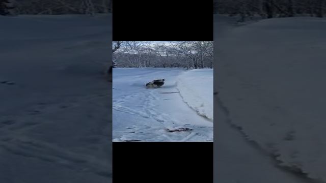 Утринея прогулка в зимнем лесу