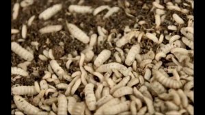 Муха Черный солдат (Черная львинка). Бизнес на опарышах. Переработка отходов/производство зоогумуса