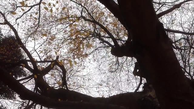 Betula Pendula Golden Beauty смотреть онлайн