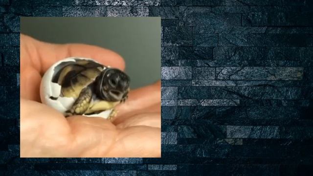 Новорожденная черепашка желает Вам доброй ночи! смотреть онлайн