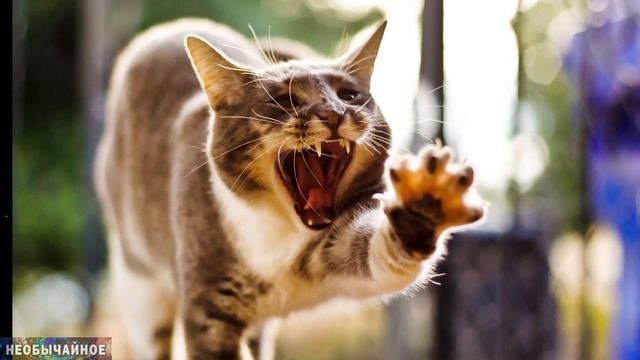 Моя Кошка Меня Больше Не Любит. Почему? Что Делать? ¤ НЕОБЫЧАЙНОЕ смотреть онлайн