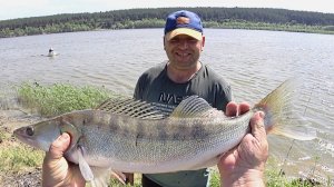 рыбалка. судак на живца.