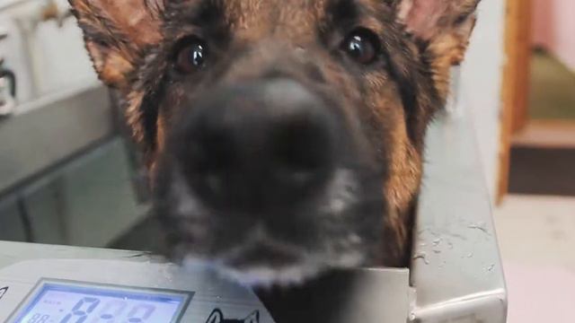 Акватерапия немецкой овчарки смотреть онлайн