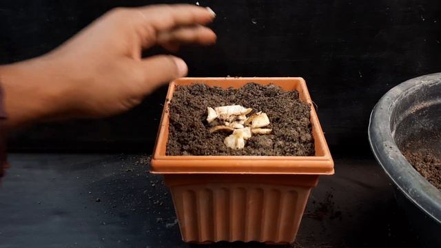 How to grow capsicum plant from capsicum at home || How to grow an capsicum tree in easily way смотреть онлайн