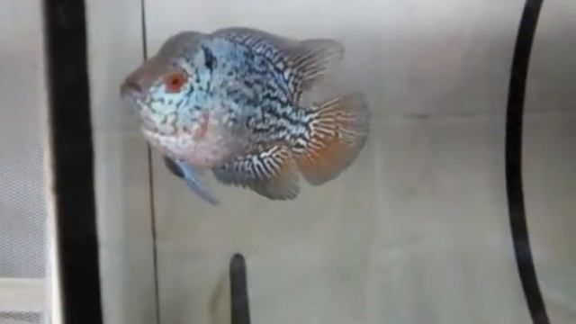 GBM 1 In Grooming Tank