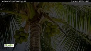 Польза Кокосового Молока | Benefits of Coconut Milk