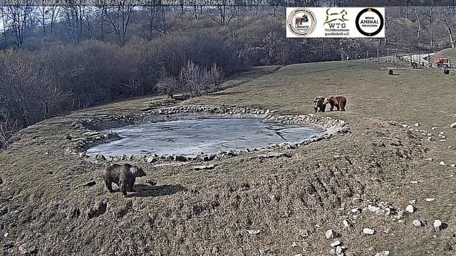 Еще лед в водоеме а мишка спешить искупаться#Румыния смотреть онлайн