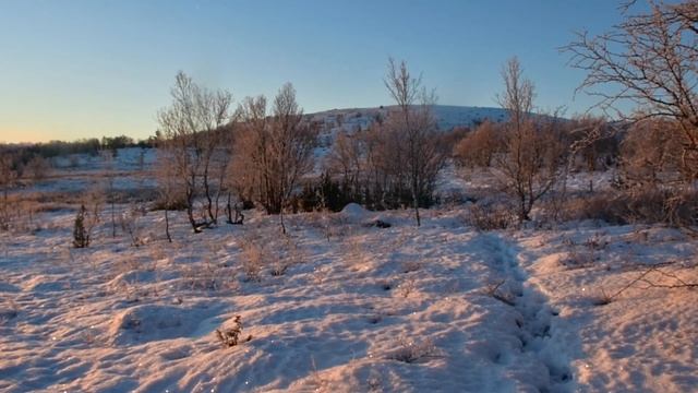 Последний выход в лес перед Полярной ночью. Последние лучи солнца. Шел по следу медведя.