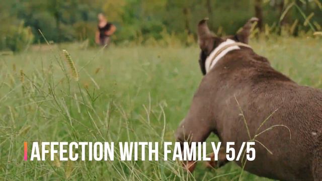 🔥⚡ Conqueror Of Heaven [American Bully Pitbull Lifestyle & Review Video] #pitbull #dogs #doglover