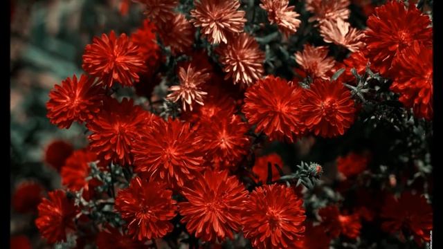 Евгений Дятлов Хризантемы смотреть онлайн