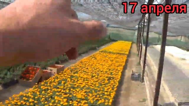 Сбор Бархатцев. Начало сезона продаж. Продали 18.000 Бархатцев. Подробный обзор целого дня продаж. смотреть онлайн