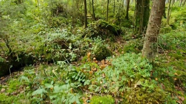 Mystic Swedish Forest- Mushroom Picking & Fairy Tales #mushroom