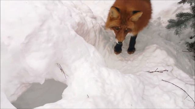 Выходные с лисами смотреть онлайн