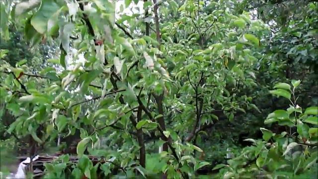 Наша дача. У природы нет плохой погоды.