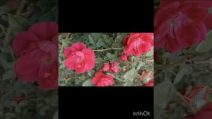 Музыкальный видеоклип «Роза 🌹 плетистая».
