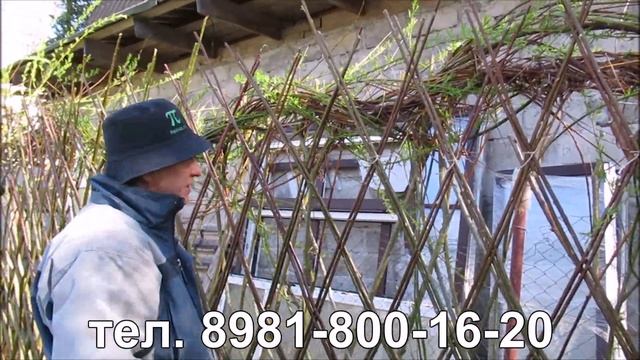 Живая изгородь из ивы в два прута. Сорт ивы шверина древовидная , посадка своими руками, ПАВИВА смотреть онлайн
