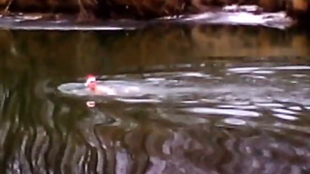 заплыв "мороза" при +5°C 21.12.2014г. смотреть онлайн