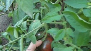 Томат Гордость Пирса. 28 августа.