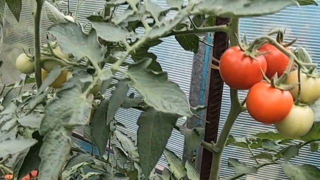 Томатное дерево. Миф или реальность? Честный обзор по выращиванию помидоров Спрут F1 на даче. смотреть онлайн