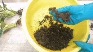 Филодендрон Биркин. Пересадка. Комнатные цветы.