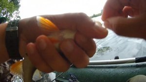 WhiteRiverUfa. Ловля окуня на балансир с лодки