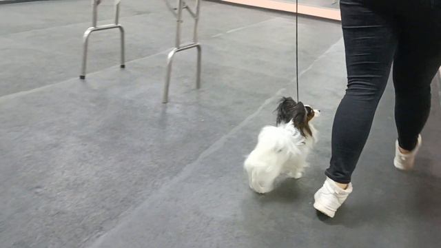 Айка на занятиях перед выставкой. смотреть онлайн