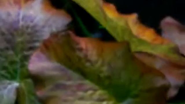 Бадис бадис или рыба-хамелеон (Badis Badis [Hamilton, Buchanan, 1822]).