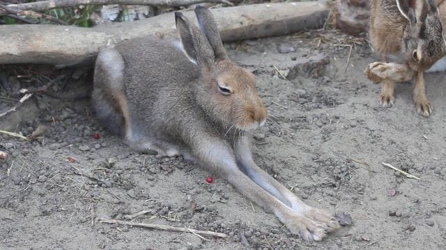Когда хочется спать, но все кругом мешают... смотреть онлайн