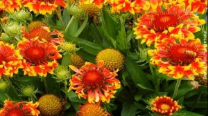 ❀ Начинающим садоводам: 9 видов ромашек для вашего цветника