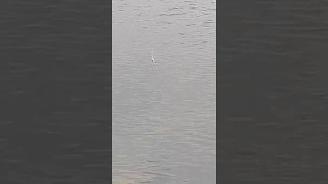 Рыбалка в Оренбурге и области 2020 - 2021г смотреть онлайн