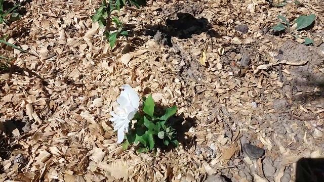 Гибискус сирийский. Видео ни о чем смотреть онлайн