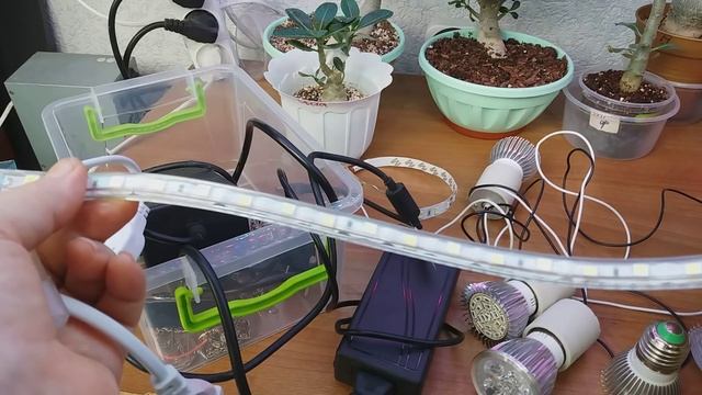 АДЕНИУМЫ. ОСВЕЩЕНИЕ. Какое ЛУЧШЕ? смотреть онлайн