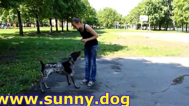 Ваш голос как инструмент в дрессировке смотреть онлайн