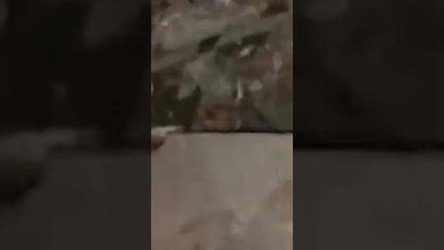 Хотел найти кота, а нашёл собаку. смотреть онлайн
