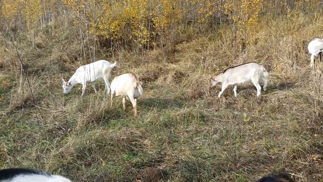 Возраст покрытия:количество козлят:количество молока смотреть онлайн