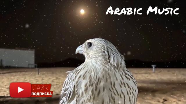 Арабские песни | Arabic Music | أغاني عربية смотреть онлайн