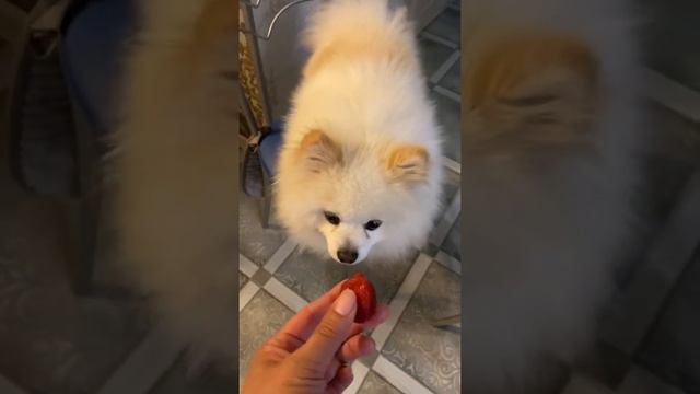 #шпиц ест #клубнику 🍓