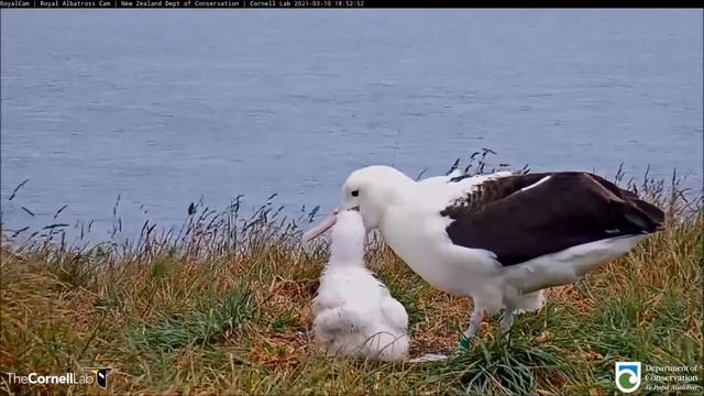 Live Royal Albatross. LGL's mom is back - Королевский альбатрос. Мама LGL вернулась. смотреть онлайн