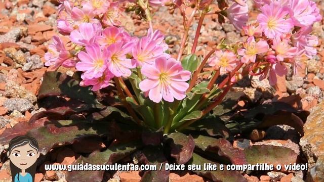 Lewisia Cotyledon: Saiba Tudo Sobre Essa Suculenta смотреть онлайн