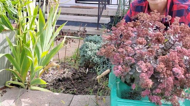 How to divide and take cuttings from Sedum - Autumn Joy, Autumn Charm, Dazzleberry and Angelina смотреть онлайн