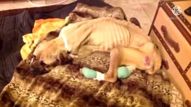 Сперва ее довели до полного истощения, а затем выбросили на полном ходу из машины смотреть онлайн